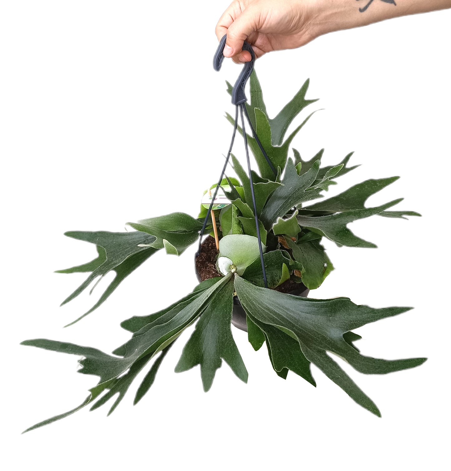 Platycerium Bifurcatum M21