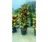 Croton Iceton M37 100-120cm