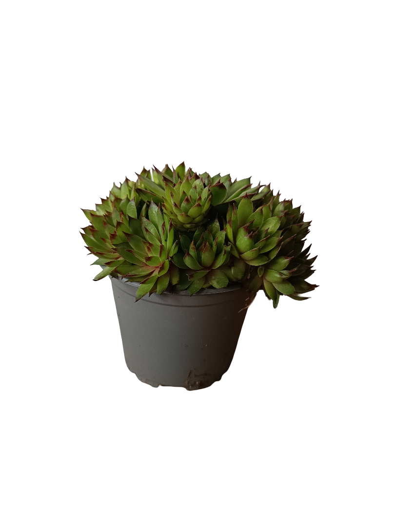 Sempervivum Mix Variedad 1 Planta De Sol Ø8_0