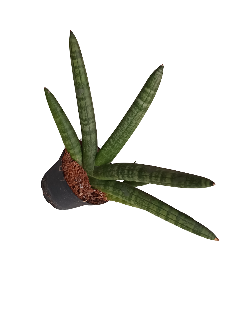 Sansevieria Skyline Planta De Interior Suculentas