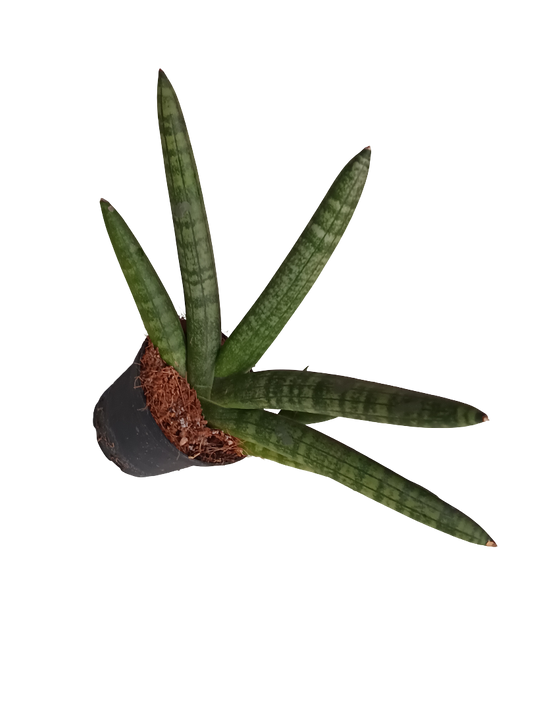 Sansevieria Skyline Planta De Interior Suculentas