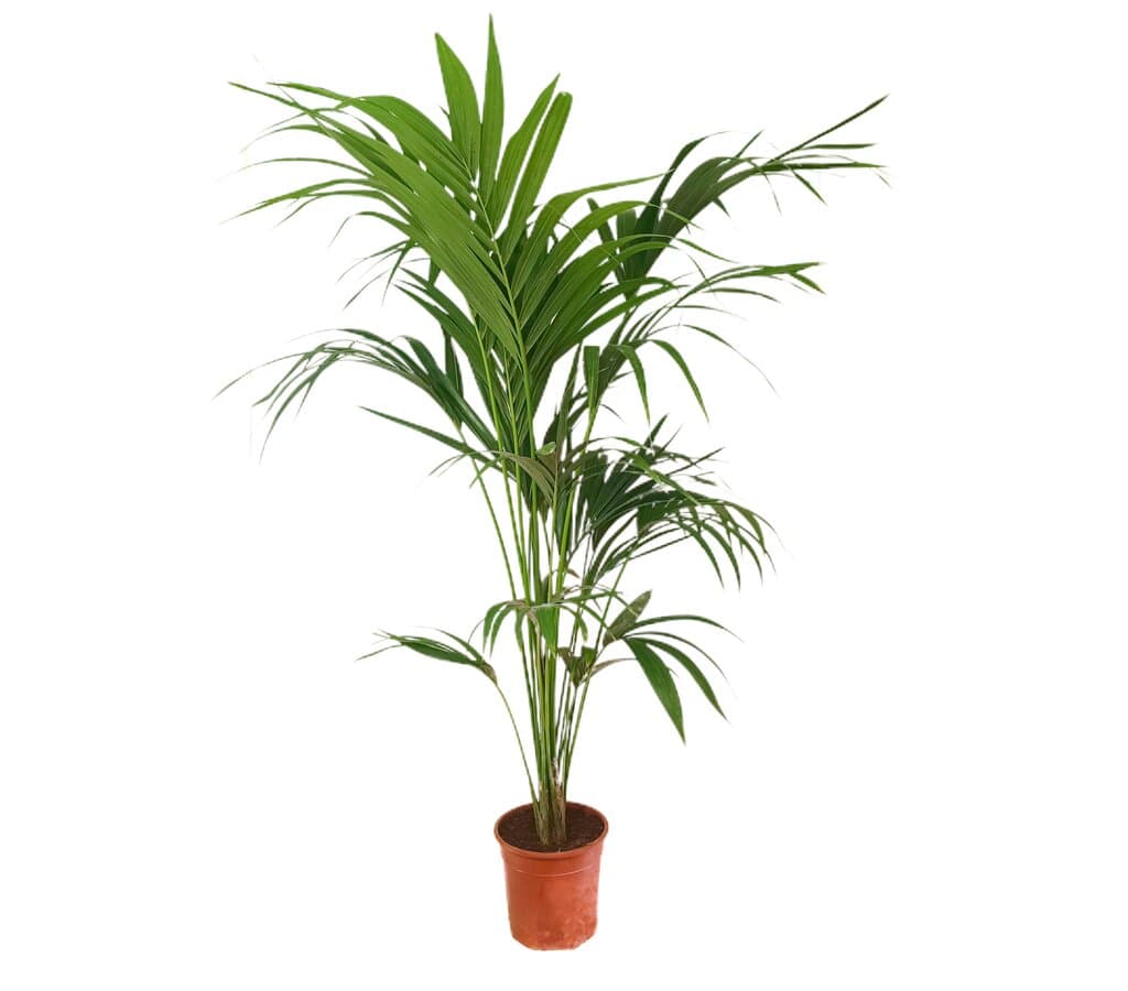 Kentia Forsteriana M21 160-170 Cm
