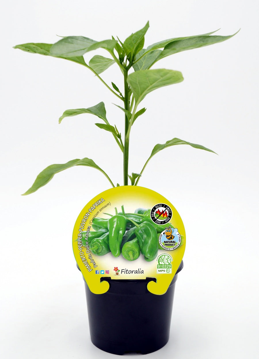 Plantón Pimiento Padrón Dulce En Maceta 10,5 Cm. Natural - Fitoralia_0