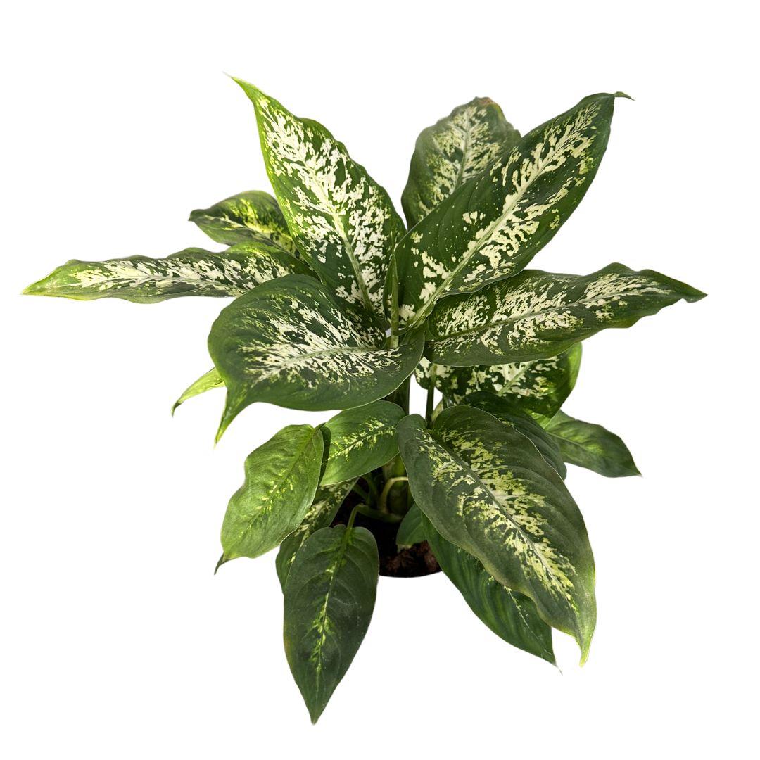 Dieffenbachia Compacta M17