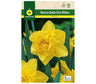 Bulbo Narciso Dobles Dick Wilden