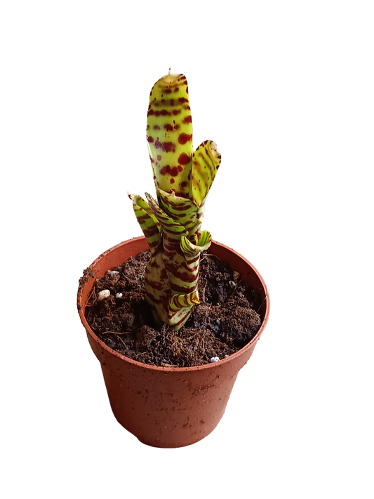 Neoregelia Zotica Planta Bromelia Para Terrarios E Inteior