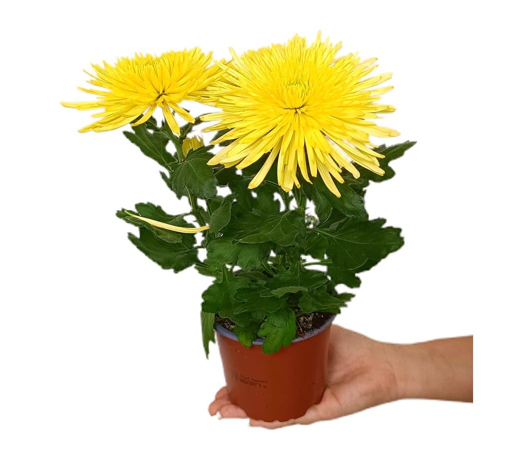 Crisantemo Anastasia M12