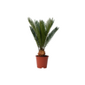 Palma De Sagú - Cycas Revoluta - Altura 45-60cm - ⌀15cm