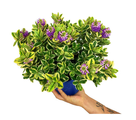 Hebe Variegata M18 35cm