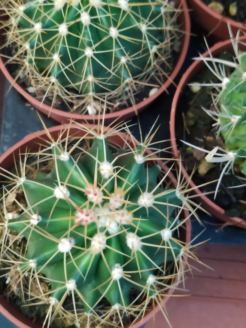 Suculentas Y Cactus Variedad #3 Planta Sin Id_0