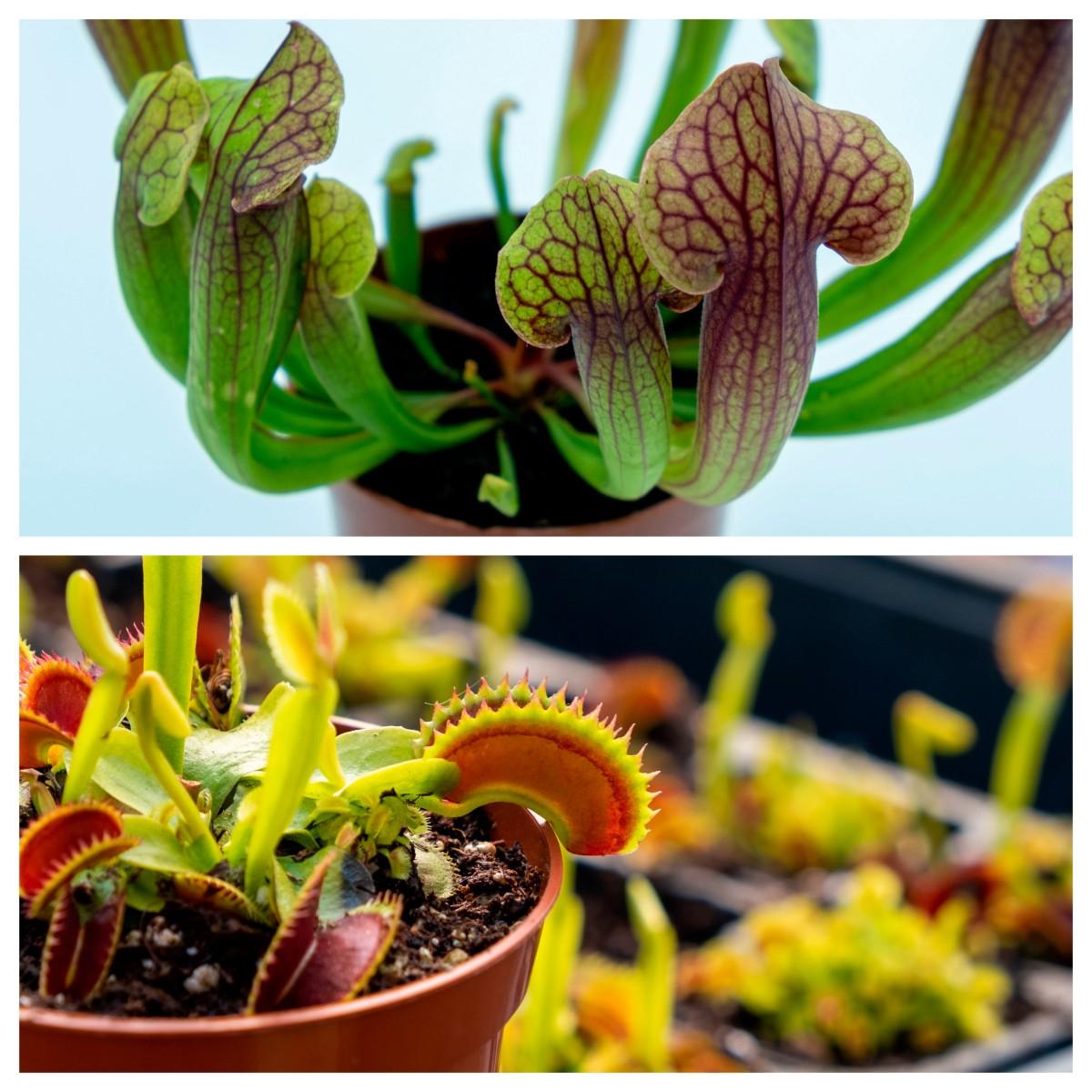 Dionaea y Sarracenia Pack plantas carnívoras