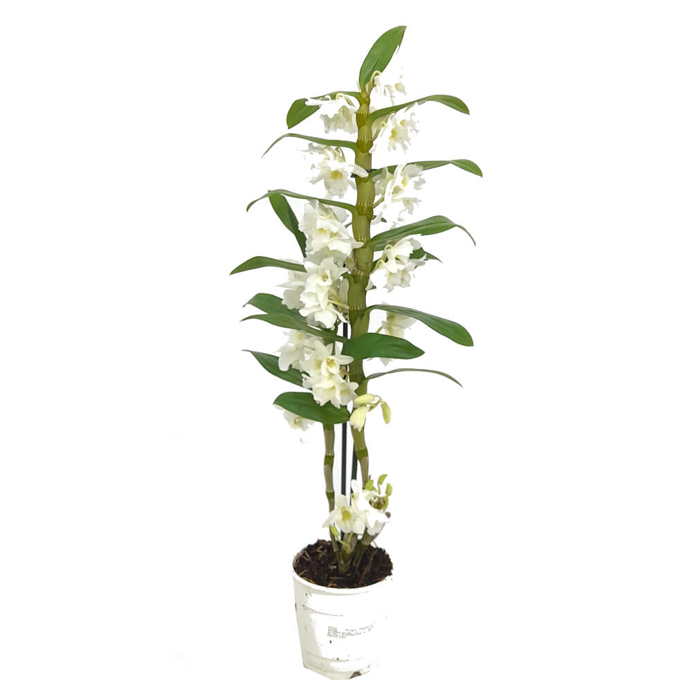 Dendrobium Apollon 2 Tallos M12_0