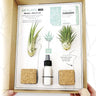 Box Tillandsias