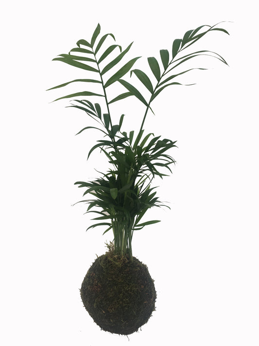 Kokedama Palmera Interior - Hecho A Mano - Altura Total Aprox. 35cm.