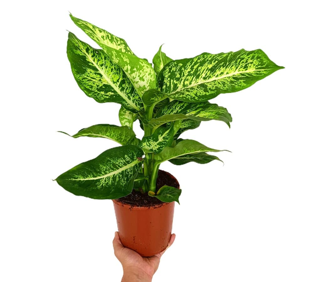 Dieffenbachia Mars M17 50cm_0