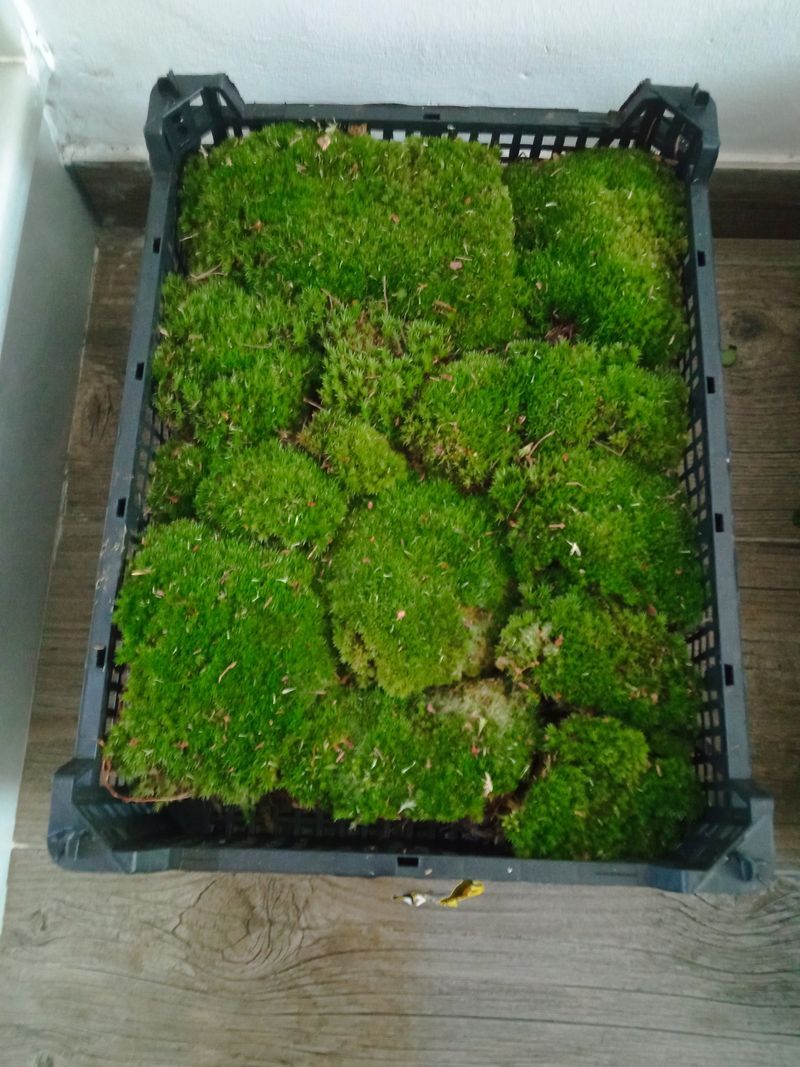Bolas De Musgo Caja Entera Terrario Kokedama
