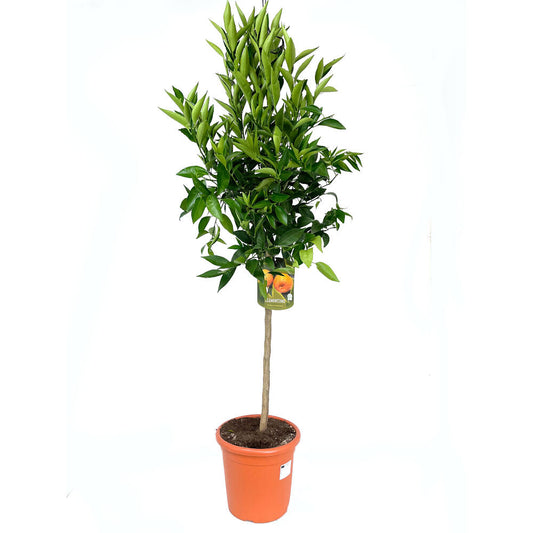 Mandarino Clementina Clemenules Copa M26