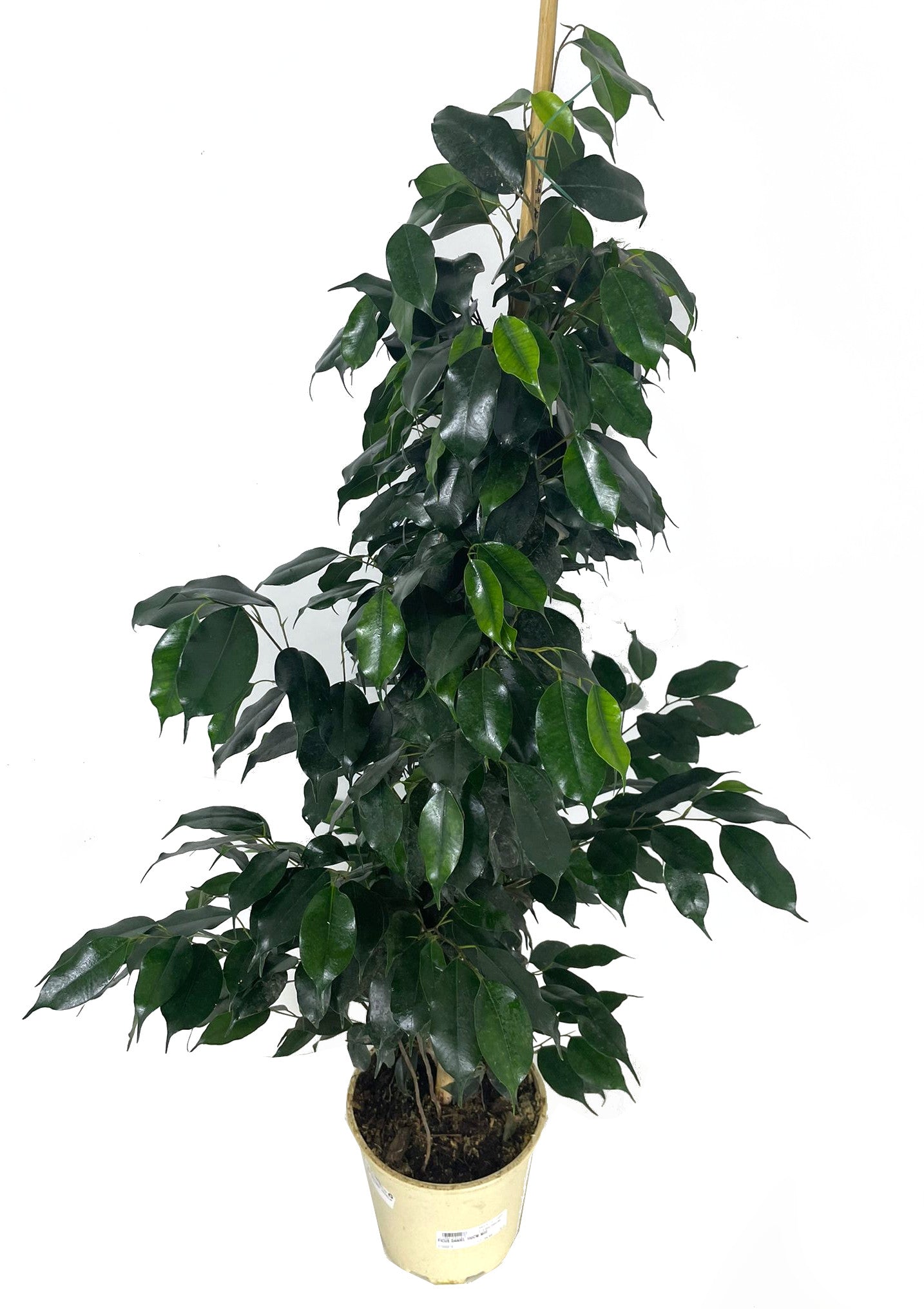 Ficus Daniel M22 150cm_2