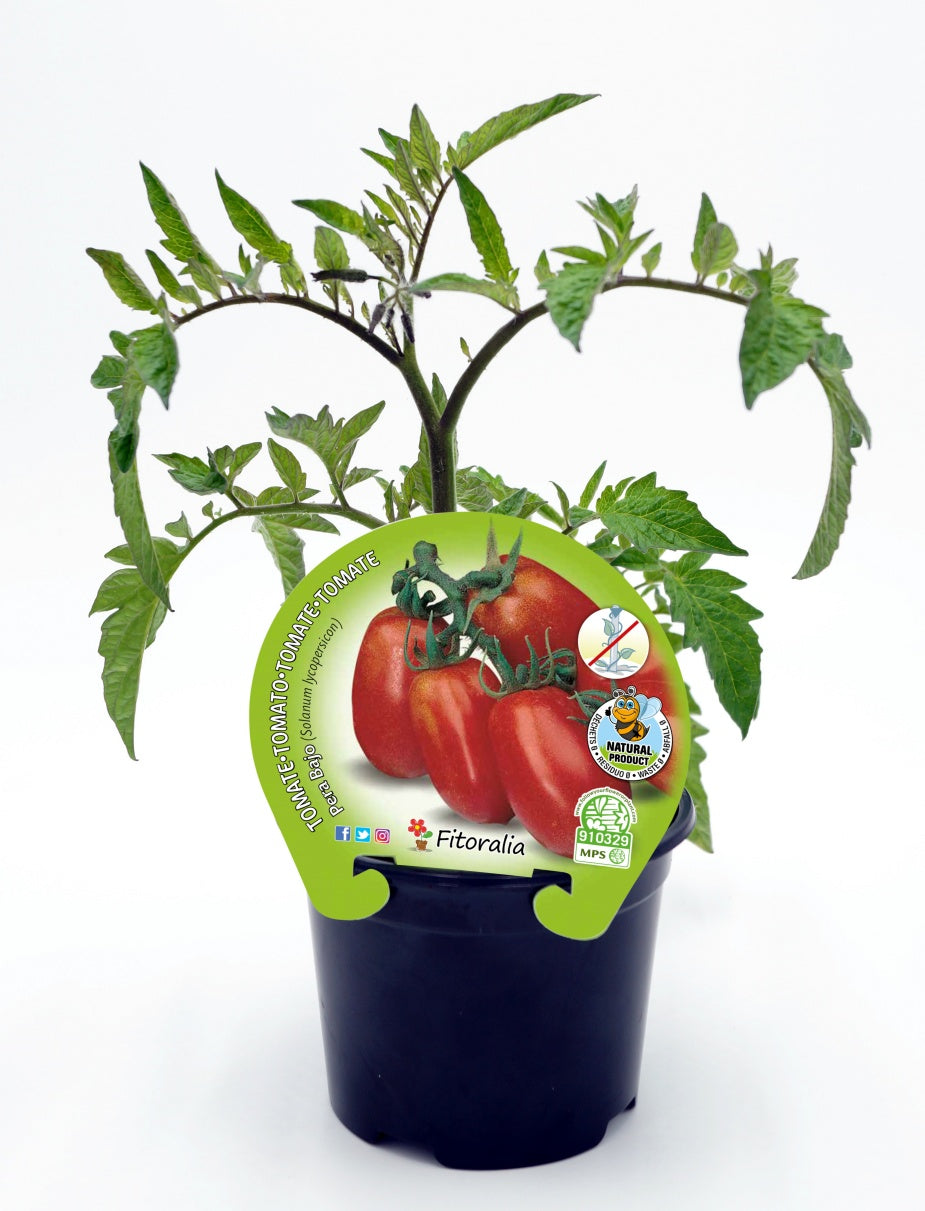 Plantón Tomate Pera Mata Baja En Maceta 10,5 Cm. Natural - Fitoralia_0