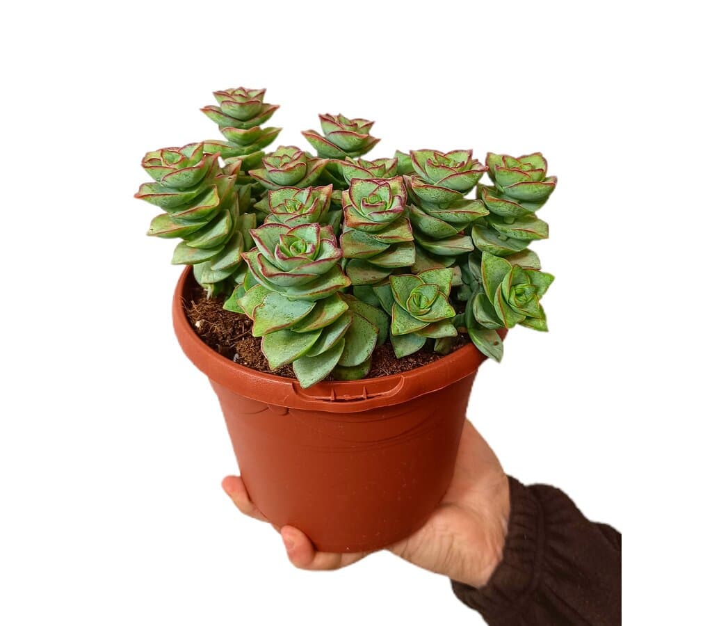 Crassula Perforata M17_0