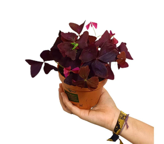 Oxalis Triangularis M12