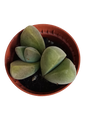 Gibbaeum dispar planta suculenta Ø5 lithops cactus piedra