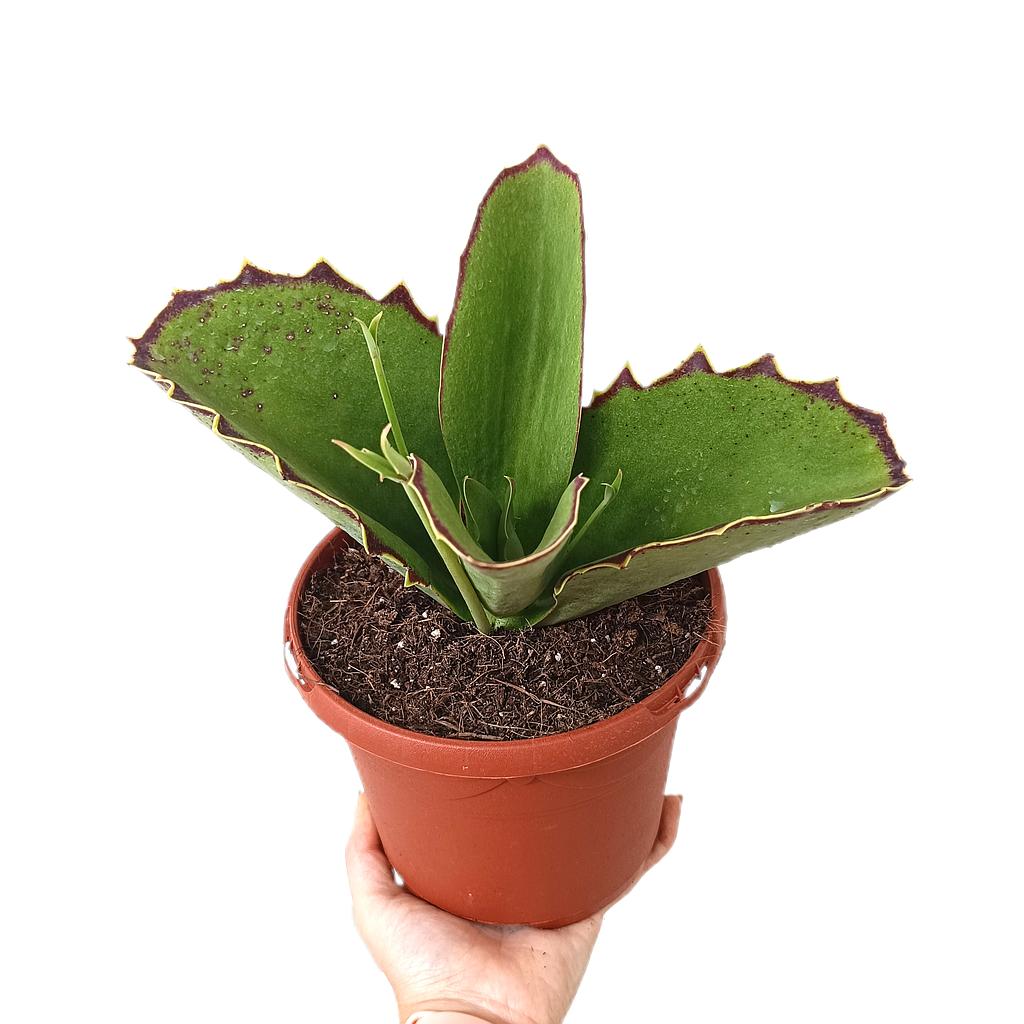 Kalanchoe Synsepala M17_0