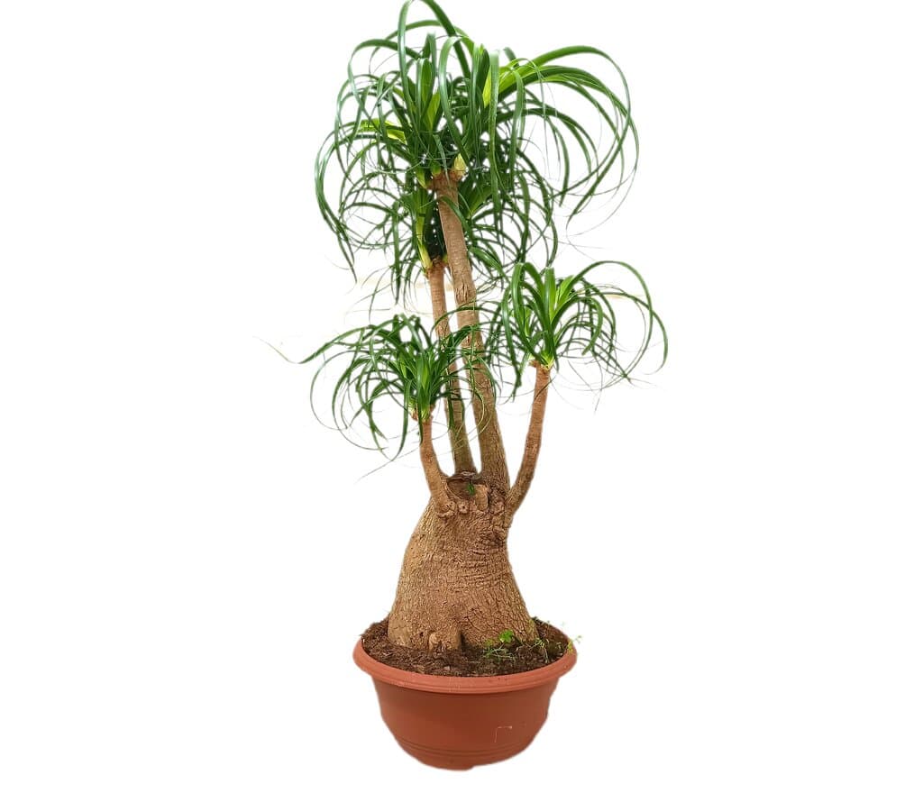 Beaucarnea Ramificada M36 90-110cm (pata De Elefante)_0