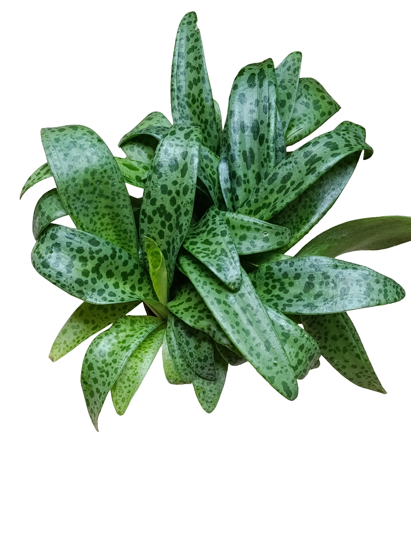 Drimiopsis Maculata Planta Bulbosa Ø12_0