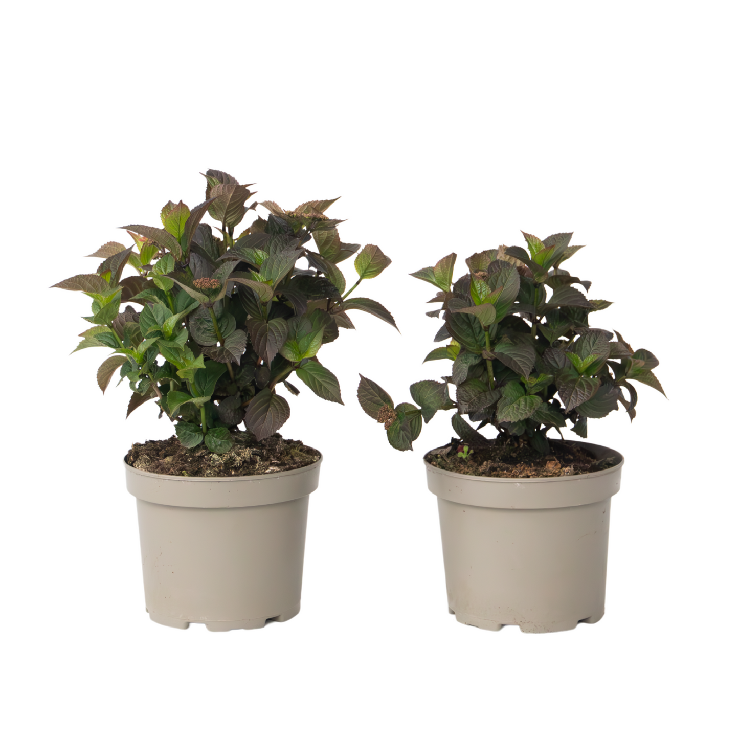 Hortensia - 2 Pzs - Hydrangea 'dare Devil' - Altura 25-40cm - ⌀19cm