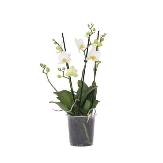 Orqídea Phalaenopsis - Phalaenopsis Multiflora - Altura 35-45cm - ⌀12cm