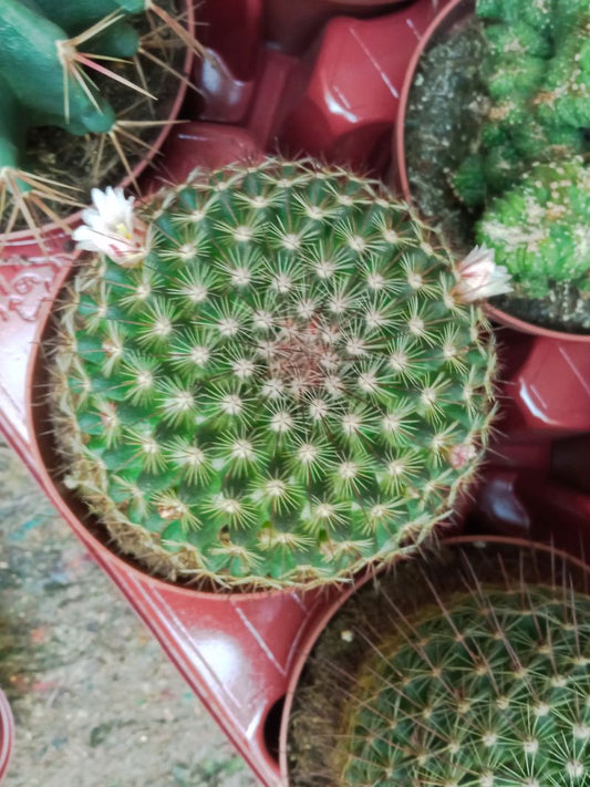 Cactus Mammillaria Guinsa Maru Grande Ø13 Planta