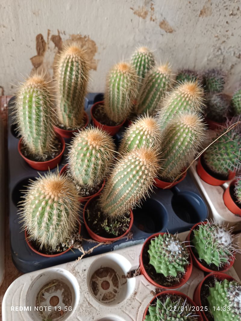 Cactus Columnar Amarillo Planta Ø5 Cm_0