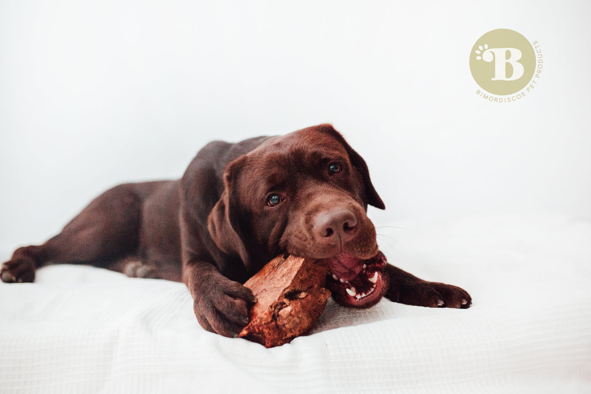 Bimordiscos Raíz De Brezo Para Perros.