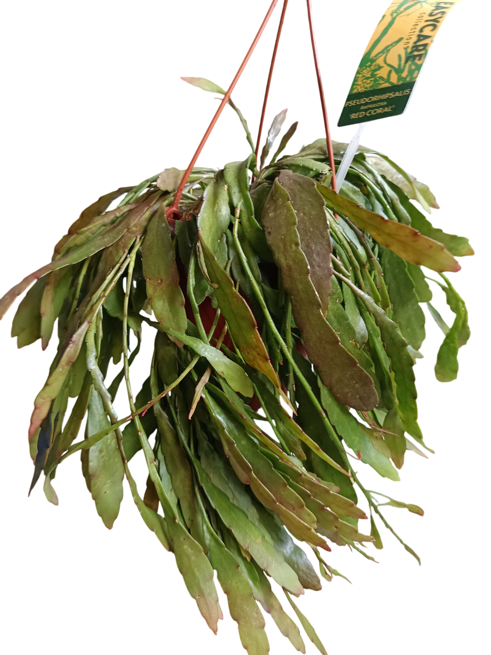 Planta Colgante Rhipsalis Ramulosa Ø14-25 Cm_0