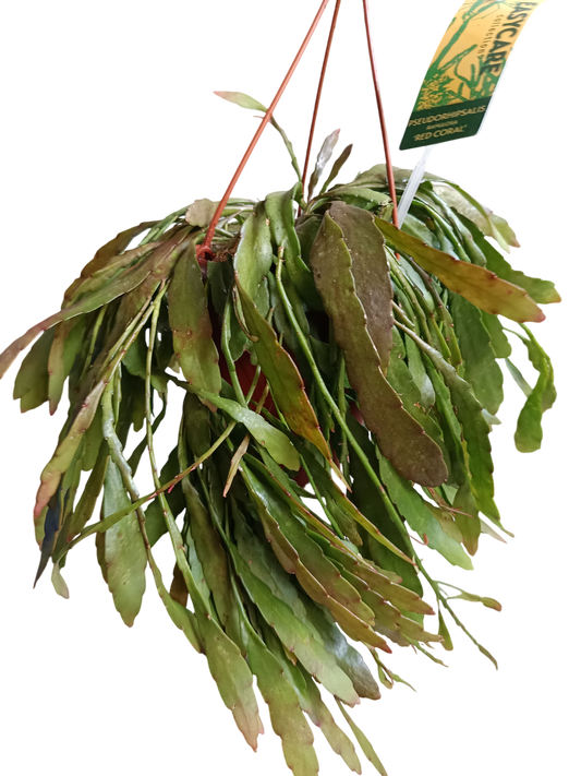 Planta Colgante Rhipsalis Ramulosa Ø14-25 Cm