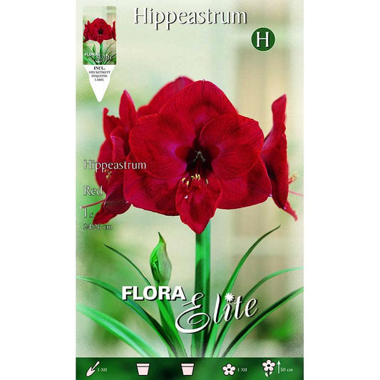 Bulbo Amarilis rojo 1 ud