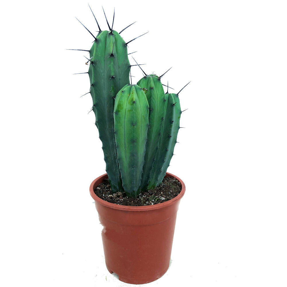 Myrtillocactus Geometrizans M17 45cm_0