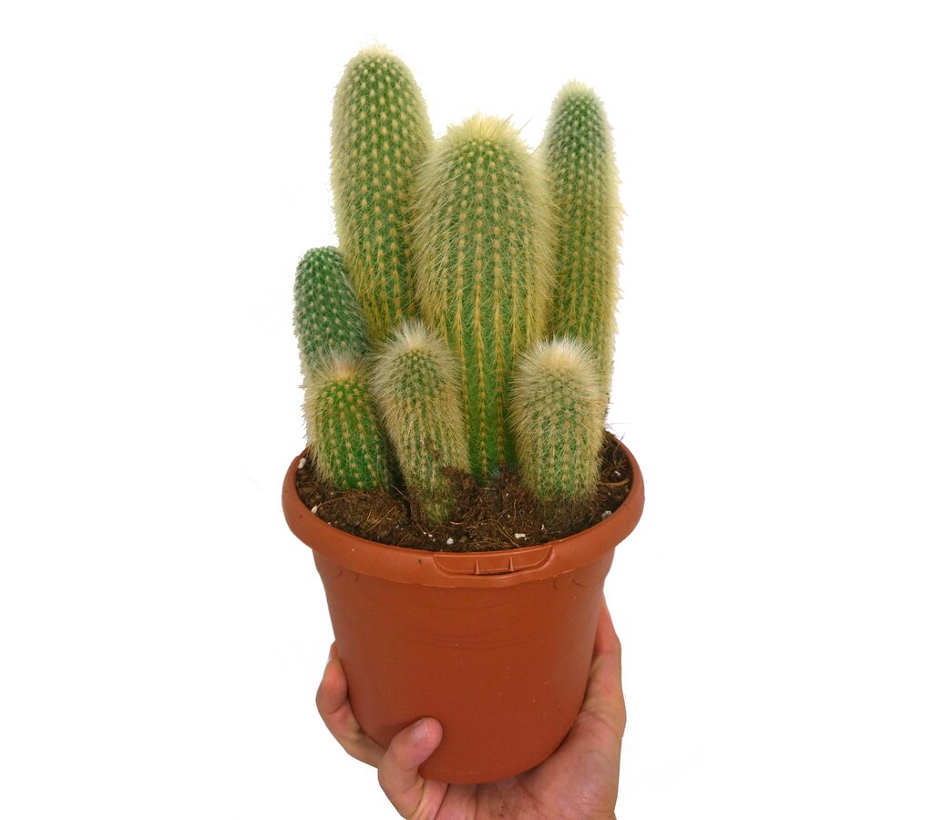 Cleistocactus Strausii M17_0