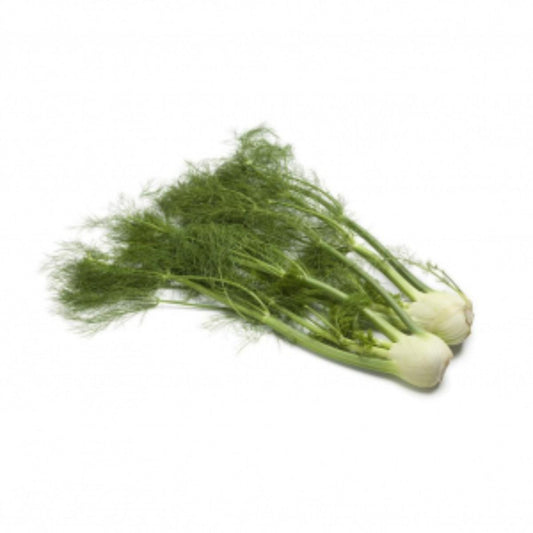 Plantón de Hinojo en maceta 11 cm