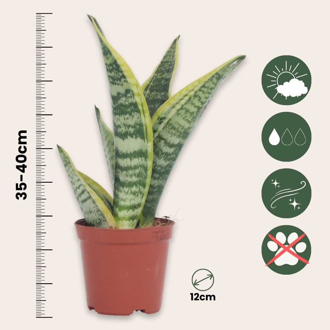 Lengua De Suegra - 4 Pzs - Sansevieria 'futura' - Altura 35-40cm - ⌀12cm