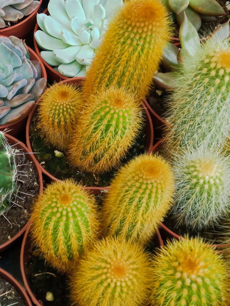 Planta Cactus Parodia Leninghausii Ø8 Cm
