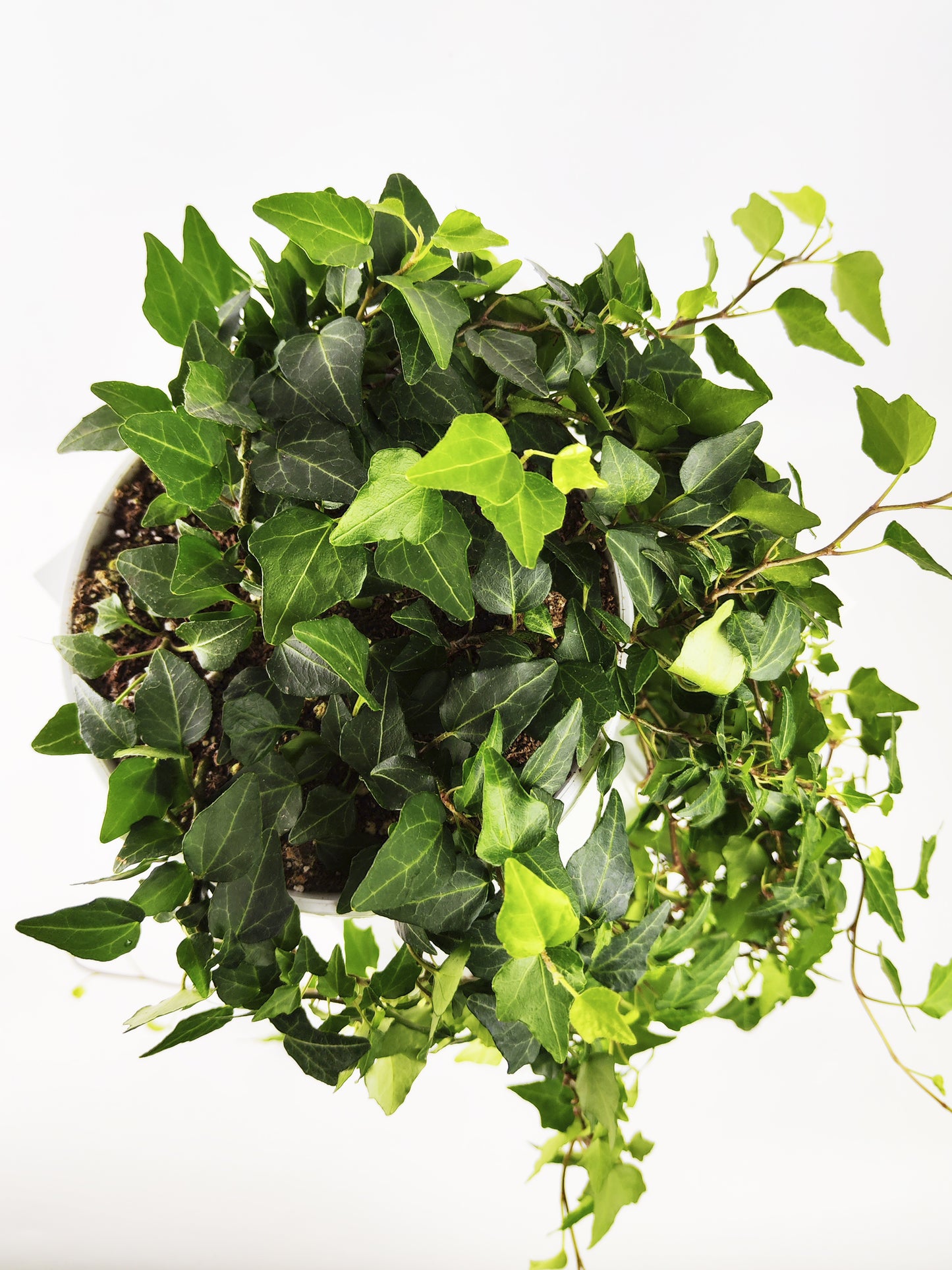 Hiedra O Hedera Colgante | Largo 110cm - Diámetro 24cm