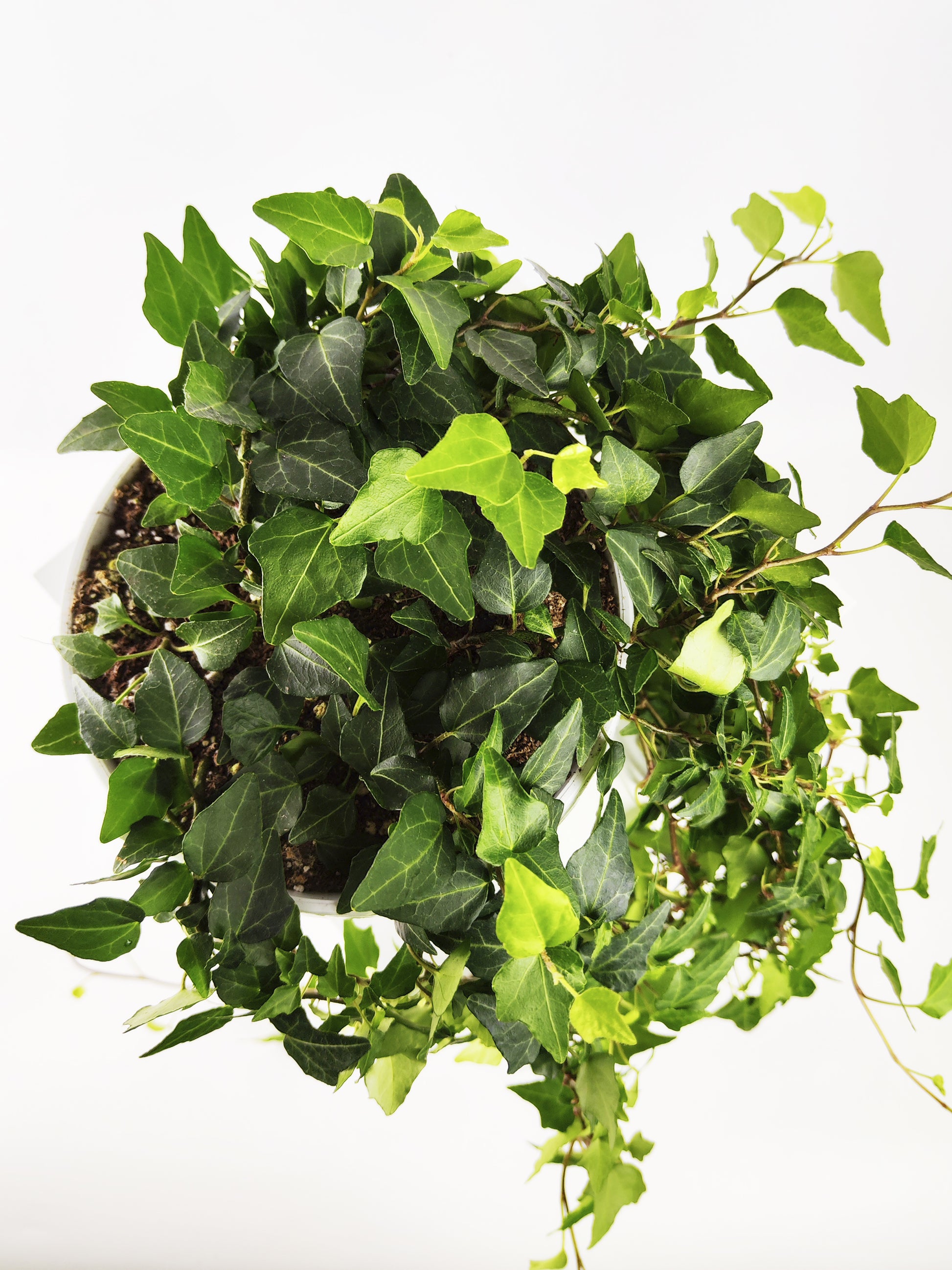 Hiedra O Hedera Colgante | Largo 110cm - Diámetro 24cm