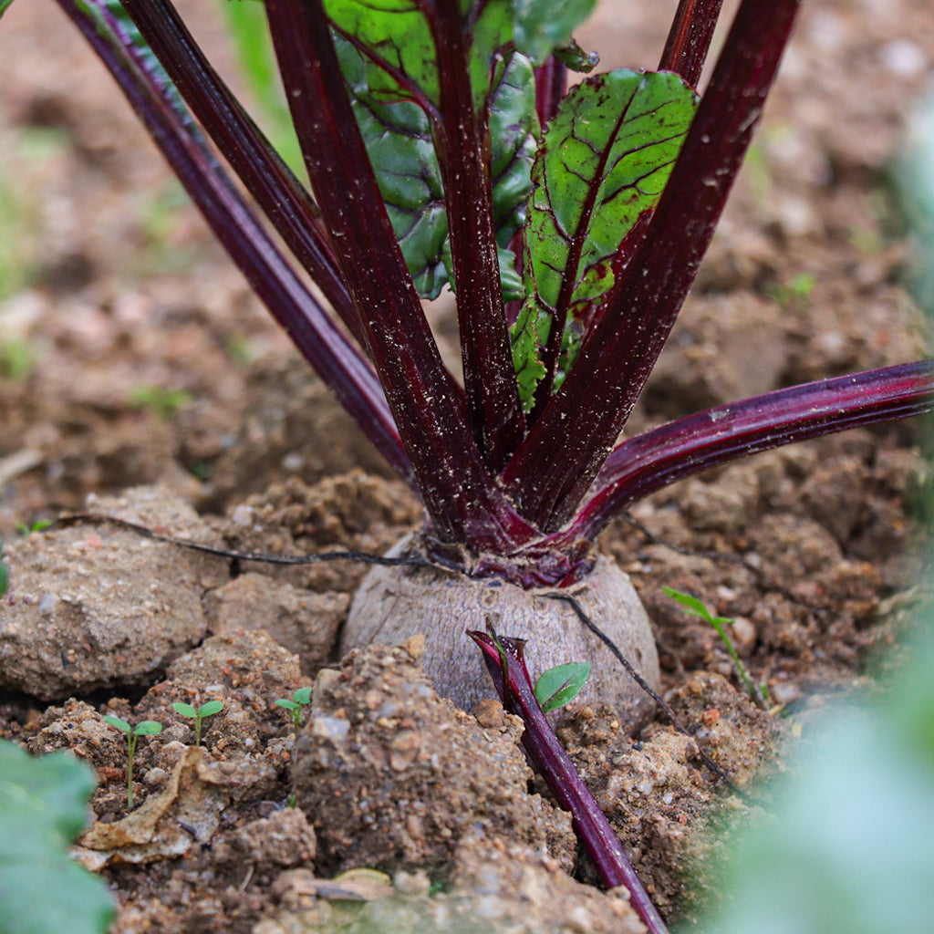 Plantón Remolacha - Plantabo.