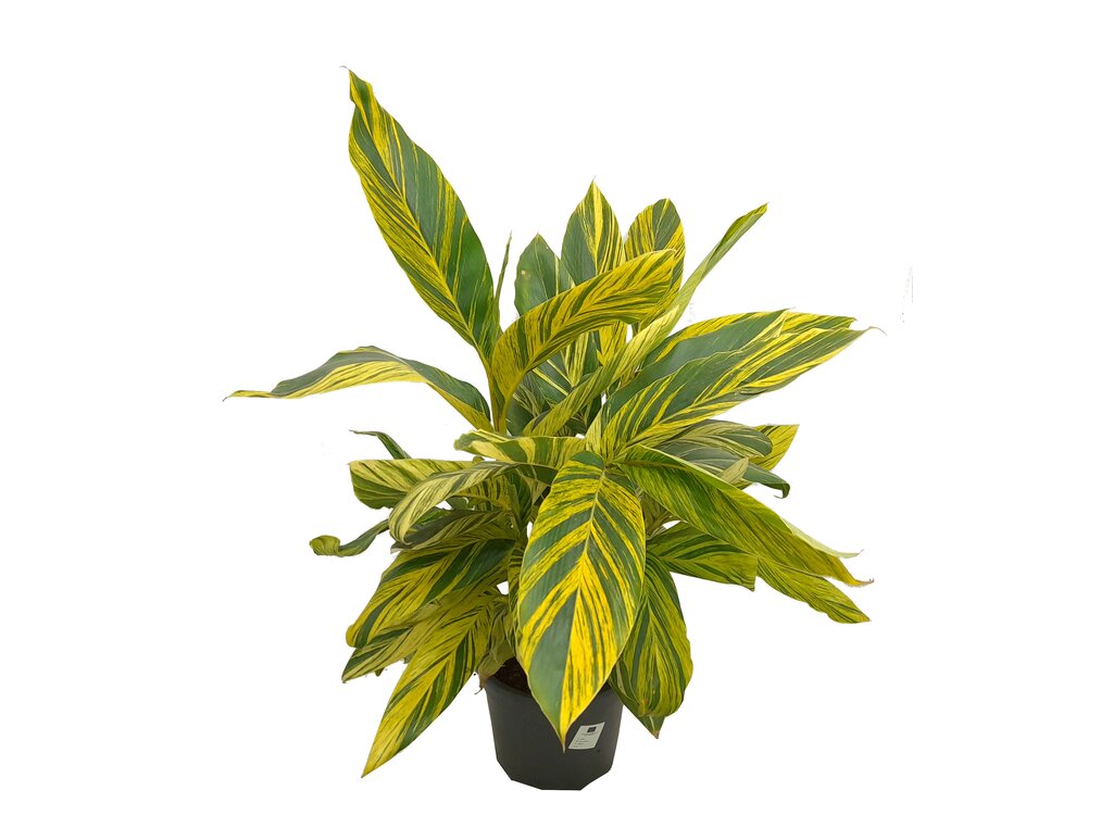 Alpinia Zerumbet Variegata M30 90cm (jengibre Variegado)
