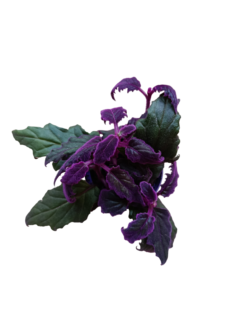 Gynura – Planta Morada Ornamental De Interior Ø8_0