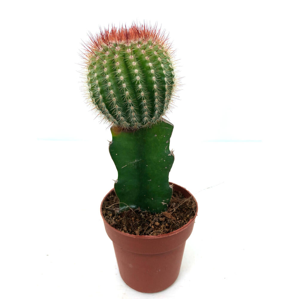 Cactus Injertado Gymnocalycium Japan M8 20cm_4