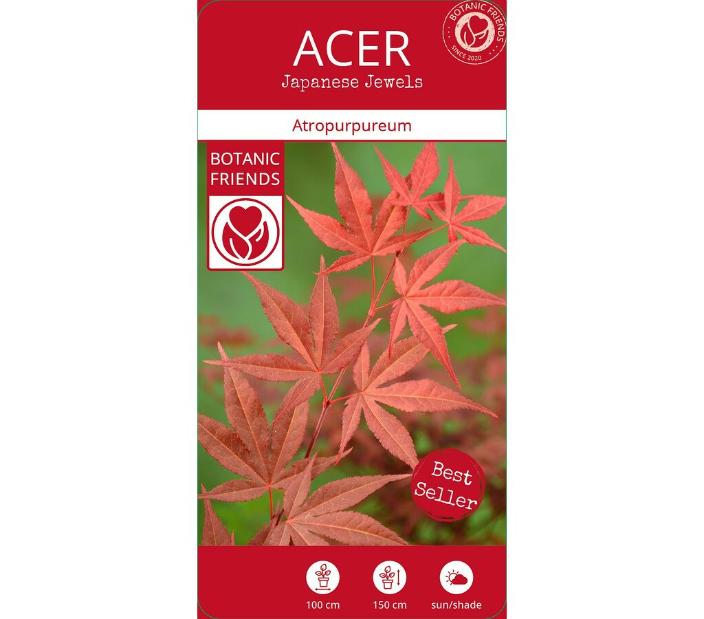 Acer Palmatum Atropurpureum M10 35cm_3