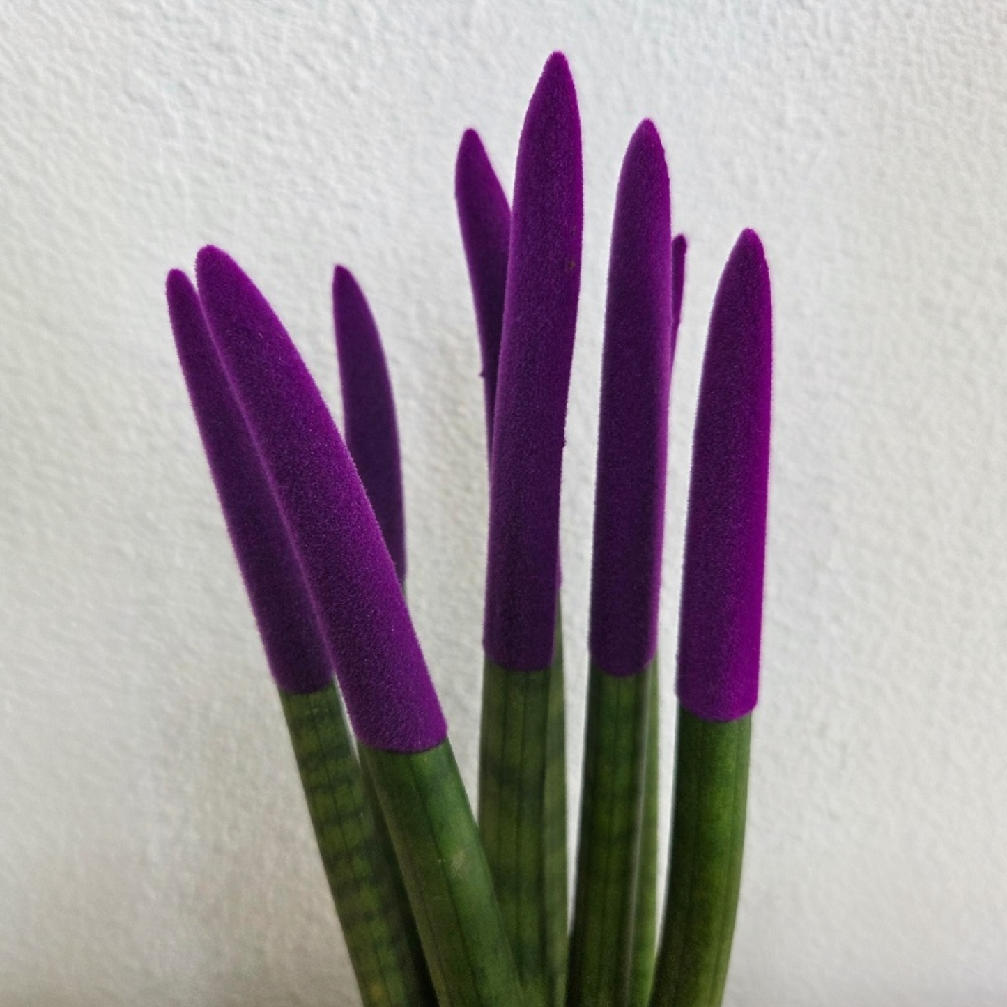 Lengua De Suegra Cilíndrica - Sansevieria Cylindrica - Altura 20-40cm - ⌀9cm